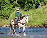 western-riding-quarter-horse