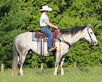 working-cattle-quarter-horse