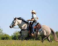 grey-quarter-horse-gelding