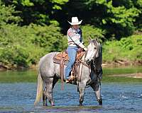 athletic-quarter-horse