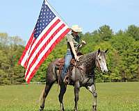 husband-safe-quarter-horse