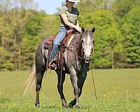 ranch-quarter-horse