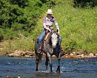 ranch-versatility-quarter-horse