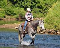 ranch-work-quarter-horse