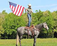 ridden-english-quarter-horse