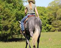 ridden-western-quarter-horse