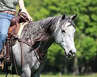 roping-quarter-horse
