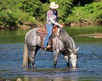 show-quarter-horse