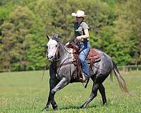trail-quarter-horse