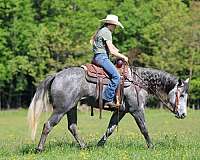 working-cattle-quarter-horse