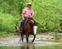 athletic-quarter-horse