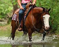 flashy-quarter-horse