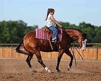 performance-quarter-horse