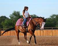 ranch-quarter-horse