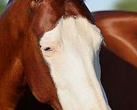 ranch-work-quarter-horse