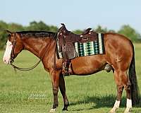 reining-quarter-horse