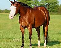 roping-quarter-horse