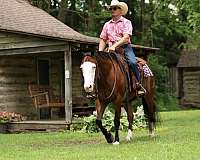 show-quarter-horse