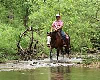 trail-quarter-horse