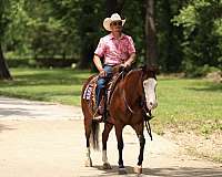 trail-riding-quarter-horse
