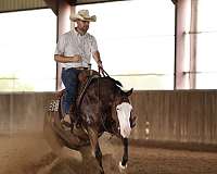 western-riding-quarter-horse