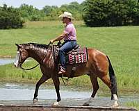 working-cattle-quarter-horse