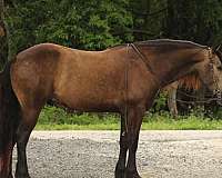 beginner-draft-horse