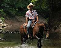 draft-horse