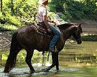 flashy-draft-horse