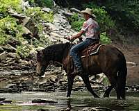 jumping-draft-horse