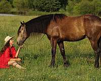 lesson-draft-horse