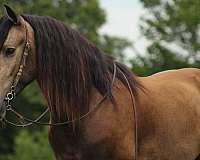 ranch-work-draft-horse