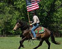 ridden-english-draft-horse