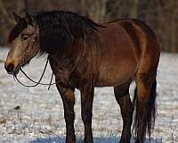 ridden-western-draft-horse