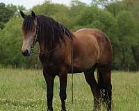 roping-draft-horse