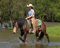 ranch-draft-horse