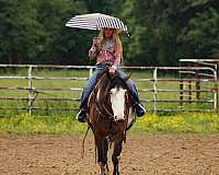 all-around-shire-horse