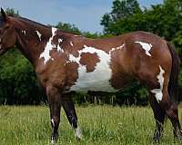 ridden-western-shire-horse