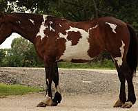 show-shire-horse