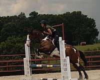 roping-shire-horse