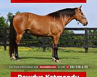 husband-safe-single-footing-horse