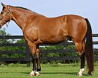 ranch-single-footing-horse