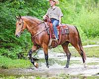 ranch-work-single-footing-horse