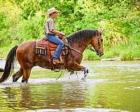 buckskin-single-footing