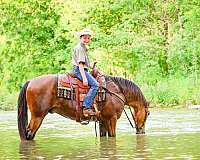 show-single-footing-horse