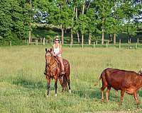 youth-single-footing-horse