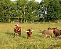 all-around-single-footing-horse