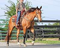 beginner-single-footing-horse