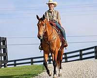 flashy-single-footing-horse