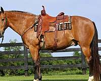gaited-single-footing-horse
